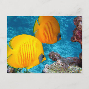 Beautiful Tropical Fish and Coral Postcard