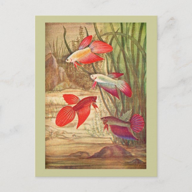 Beautiful Tropical Fish Postcard (Front)