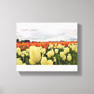 Beautiful Tulip Field, Oregon Canvas Print