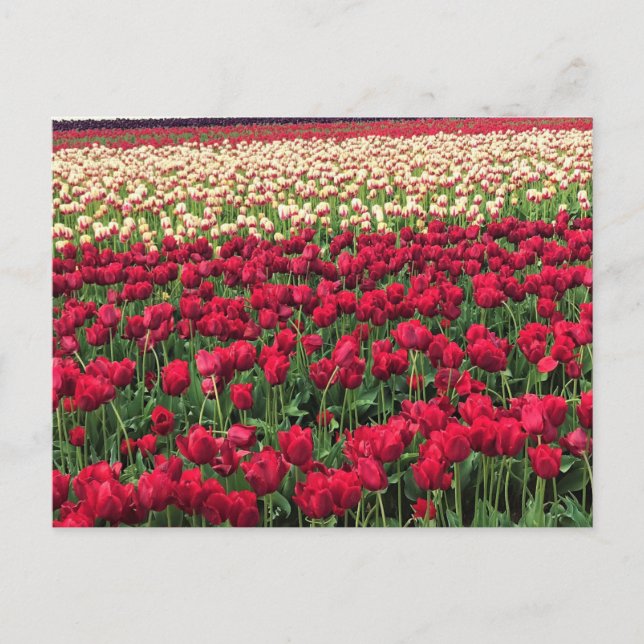 Beautiful Tulip Field, Oregon Postcard (Front)