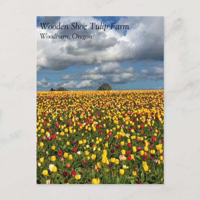 Beautiful Tulip Field, Oregon Postcard (Front)