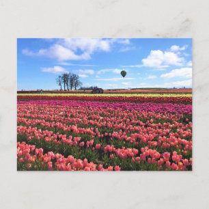 Beautiful Tulip Field with Hot Air Balloon, Oregon Postcard