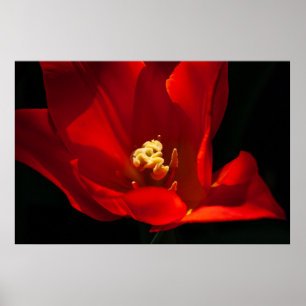 Beautiful Tulip Flower Photography  Poster