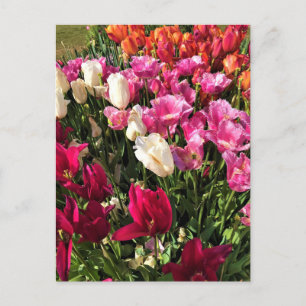 Beautiful Tulip Garden Bed, Oregon Postcard