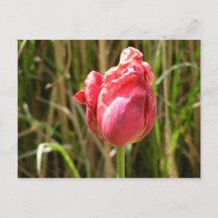 BEAUTIFUL TULIP POSTCARD
