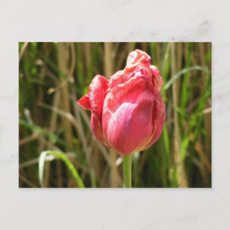 BEAUTIFUL TULIP POSTCARD