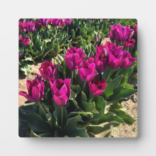 Beautiful Tulips Plaque