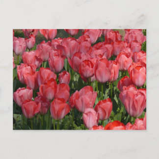 Beautiful Tulips Postcard