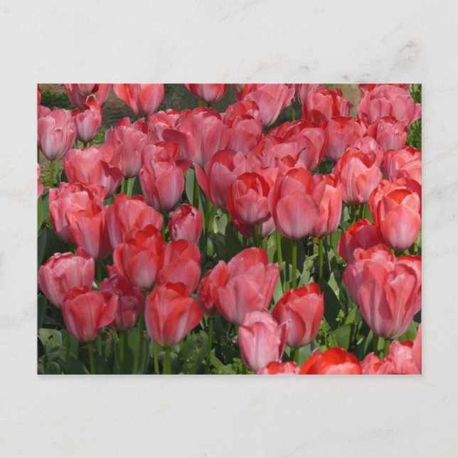 Beautiful Tulips Postcard (Front)