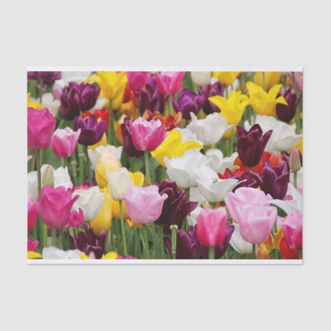 Beautiful Tulips Tissue Paper (Front)