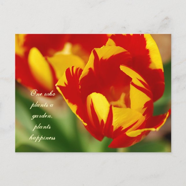 Beautiful Tulips with Proverb Postcard (Front)