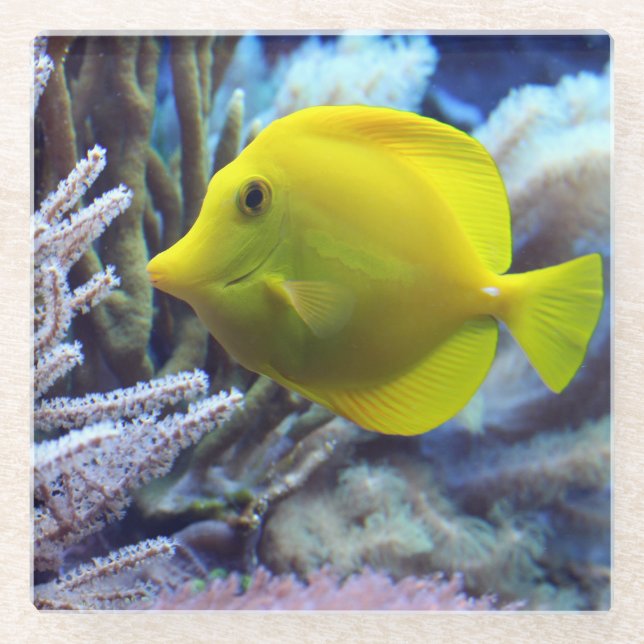 Beautiful Underwater Yellow Tang Fish and Coral Glass Coaster (Front)