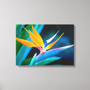 Beautiful Unique Bird of Paradise Canvas Print