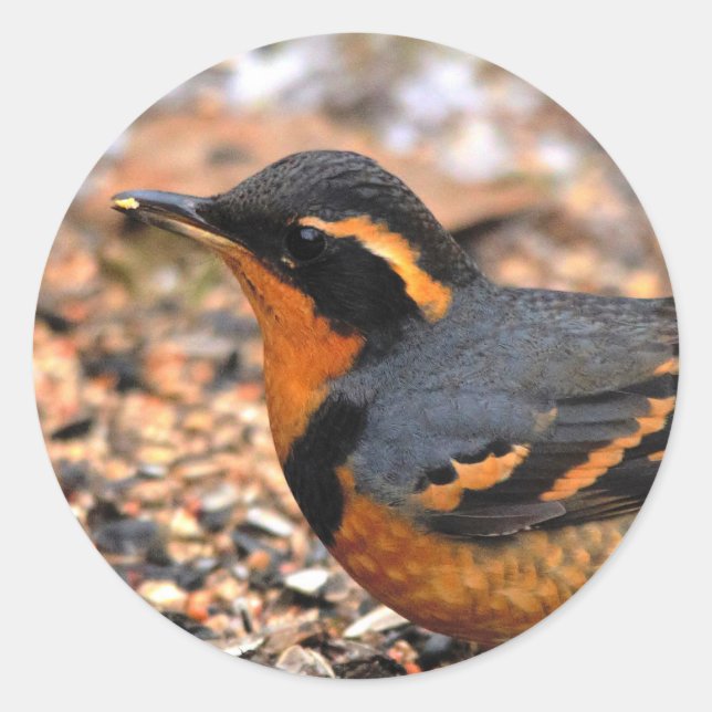 Beautiful Varied Thrush on the Snowy Ground Classic Round Sticker (Front)