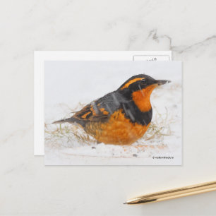 Beautiful Varied Thrush Songbird in Falling Snow Postcard