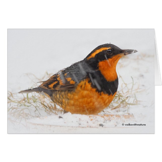 Beautiful Varied Thrush Songbird in the Snow (Front Horizontal)