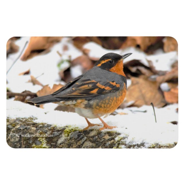 Beautiful Varied Thrush Songbird in the Snow Magnet (Horizontal)