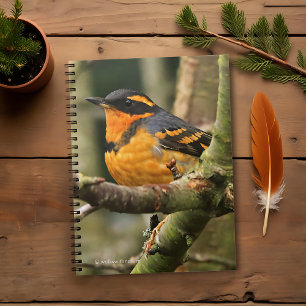 Beautiful Varied Thrush Songbird in the Tree Spiral Notebook