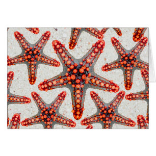 Beautiful Vibrant Red Starfish Sand Ocean Sealife