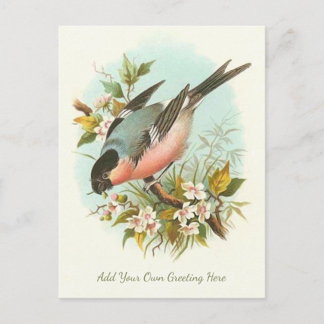 Beautiful Vintage Bird Add Your Own Greeting Postcard (Front)