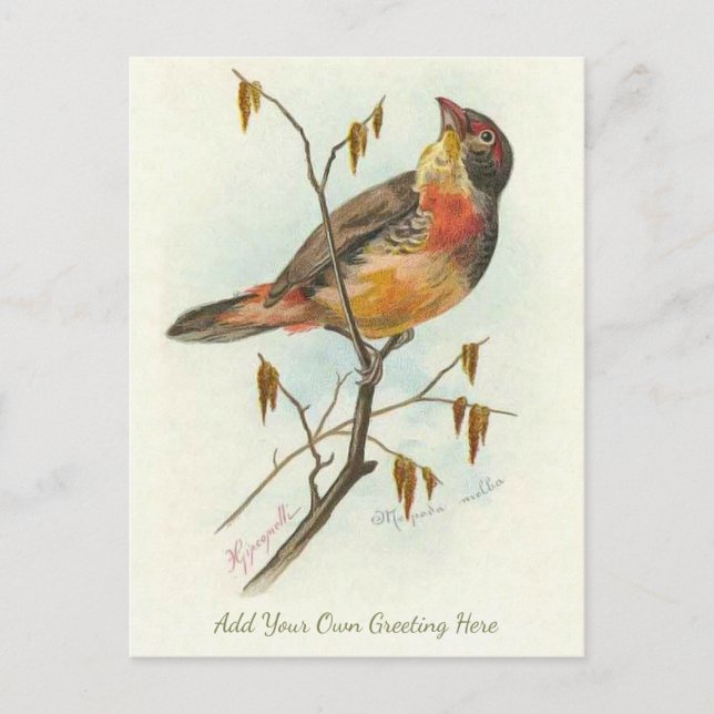 Beautiful Vintage Bird Add Your Own Greeting Postcard (Front)