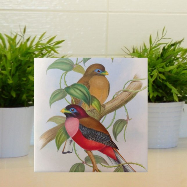 Beautiful Vintage Bird Illustration Colourful Tile (Beautiful vintage birds for your tiled space!)