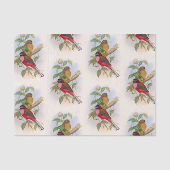 Beautiful Vintage Bird Illustration Decoupage Tissue Paper (Front)