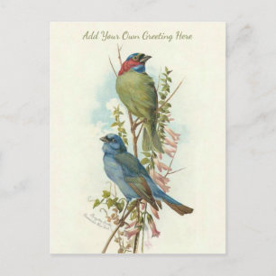 Beautiful Vintage Birds Add Your Own Greeting Postcard