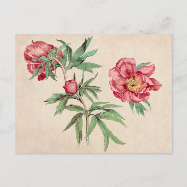 Beautiful Vintage Botanical Illustration  Postcard (Front)
