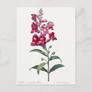 Beautiful Vintage Botanical Illustration  Postcard