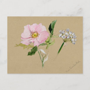 Beautiful Vintage Botanical Illustration  Postcard