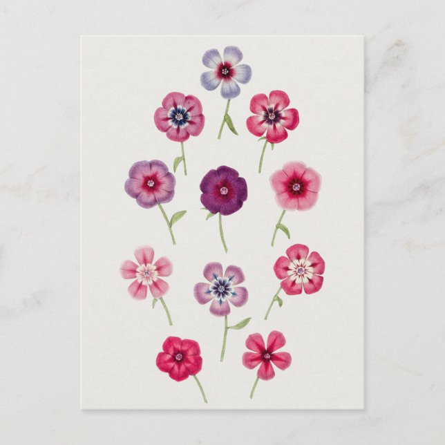 Beautiful Vintage Botanical Illustration  Postcard (Front)
