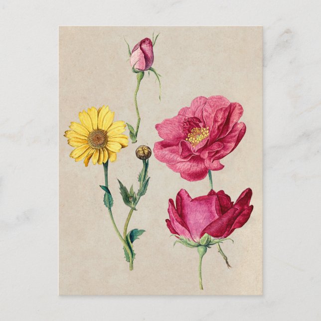 Beautiful Vintage Botanical Illustration  Postcard (Front)