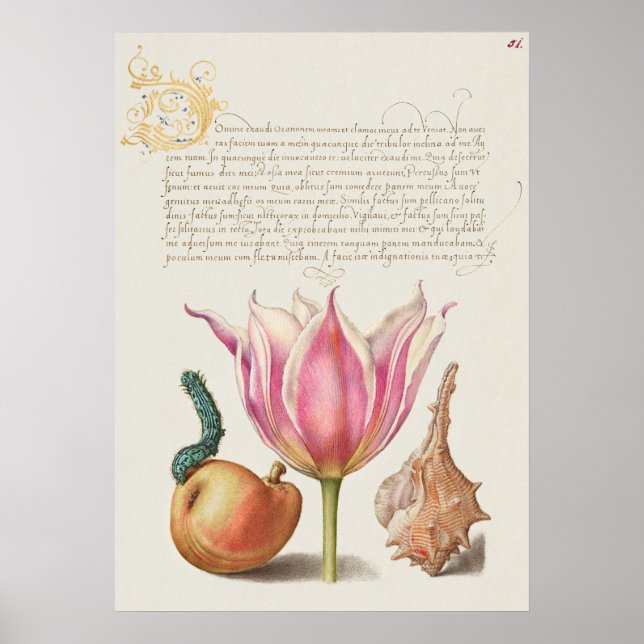 Beautiful Vintage Botanical Illustration Poster (Front)