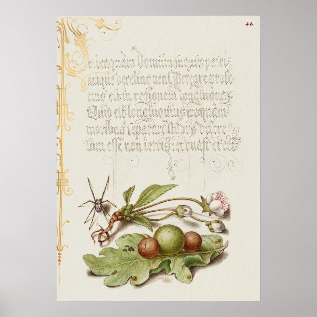 Beautiful Vintage Botanical Illustration Poster (Front)