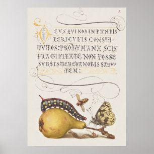 Beautiful Vintage Botanical Illustration Poster