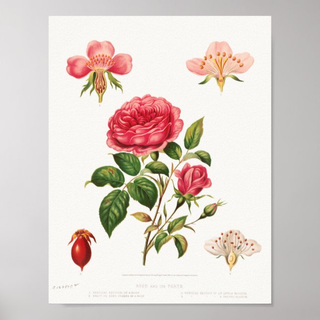 Beautiful Vintage Botanical Illustration Poster (Front)