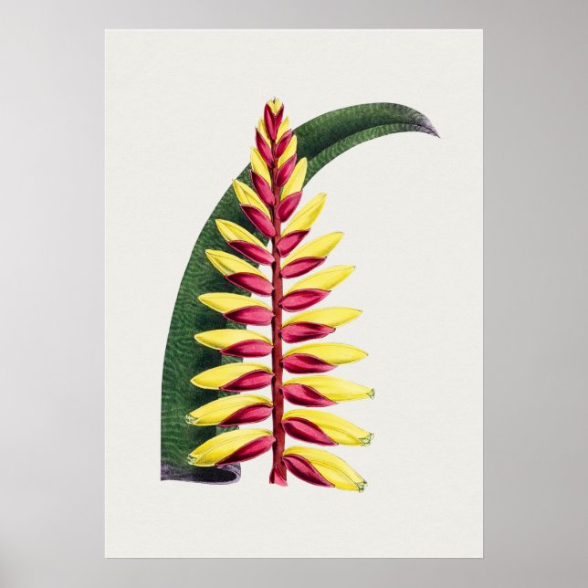 Beautiful Vintage Botanical Illustration Poster (Front)