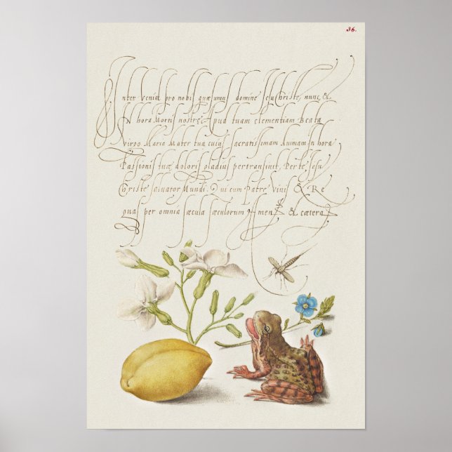 Beautiful Vintage Botanical Illustration Poster (Front)