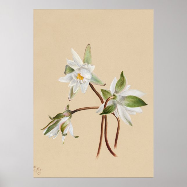 Beautiful Vintage Botanical Illustration Poster (Front)