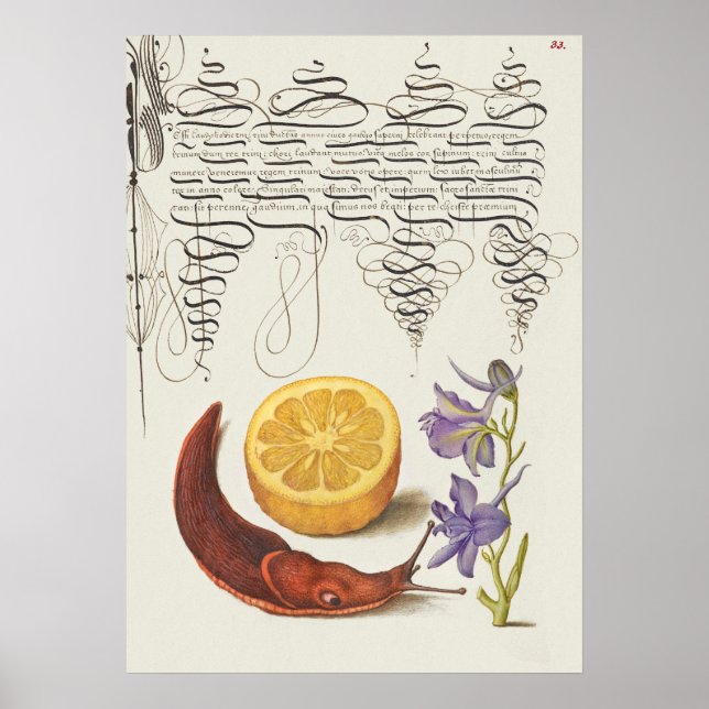 Beautiful Vintage Botanical Illustration Poster (Front)