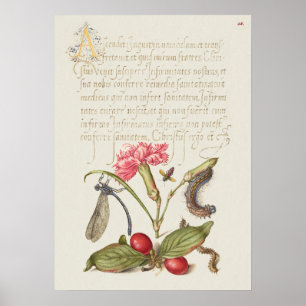 Beautiful Vintage Botanical Illustration Poster