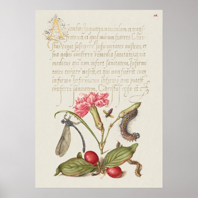 Beautiful Vintage Botanical Illustration Poster (Front)