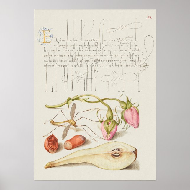 Beautiful Vintage Botanical Illustration Poster (Front)