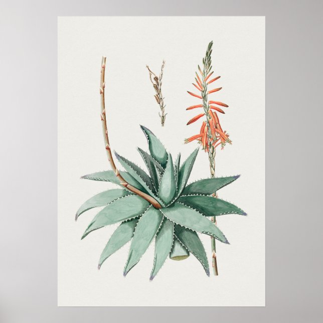 Beautiful Vintage Botanical Illustration Poster (Front)
