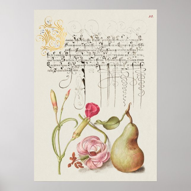 Beautiful Vintage Botanical Illustration Poster (Front)
