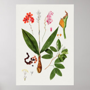 Beautiful Vintage Botanical Illustration Poster