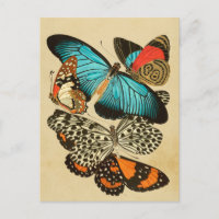Beautiful Vintage Garden Butterflies