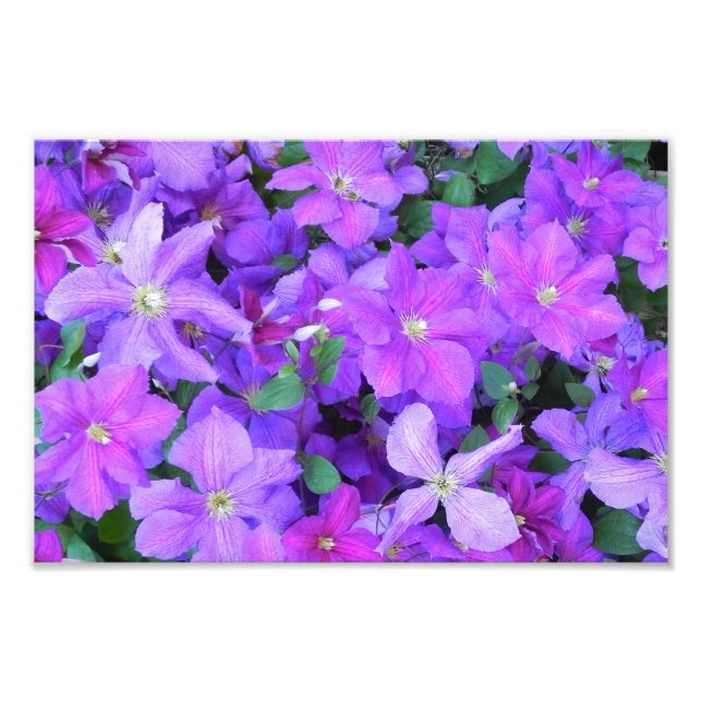 Beautiful Violet Clematis Photo Print (Front)