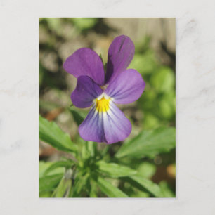 Beautiful violet flower photo postcard